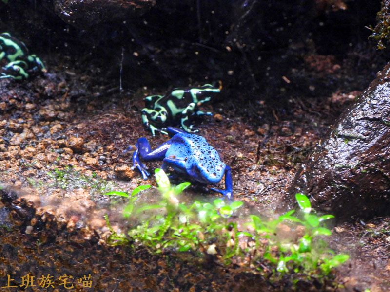 【桃園景點】Xpark水族館｜都市叢林中的美豔展館，企鵝、海豹、魚兒都盡情觀賞