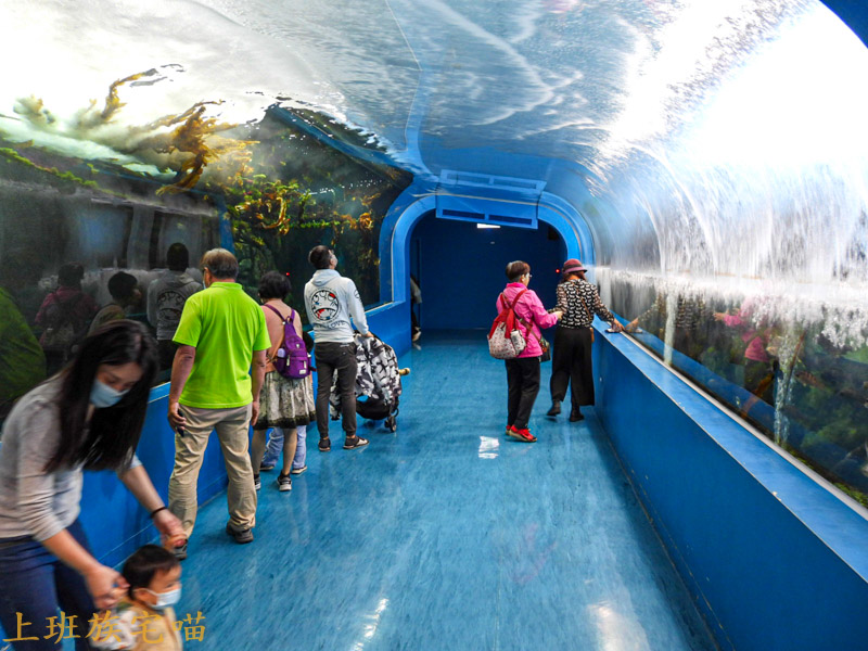 【桃園景點】Xpark水族館｜都市叢林中的美豔展館，企鵝、海豹、魚兒都盡情觀賞