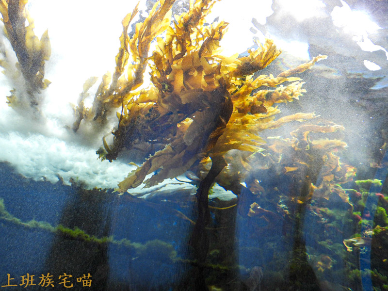 【桃園景點】Xpark水族館｜都市叢林中的美豔展館，企鵝、海豹、魚兒都盡情觀賞