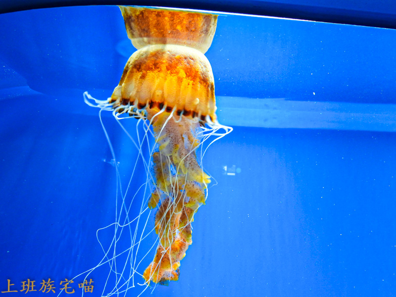 【桃園景點】Xpark水族館｜都市叢林中的美豔展館，企鵝、海豹、魚兒都盡情觀賞