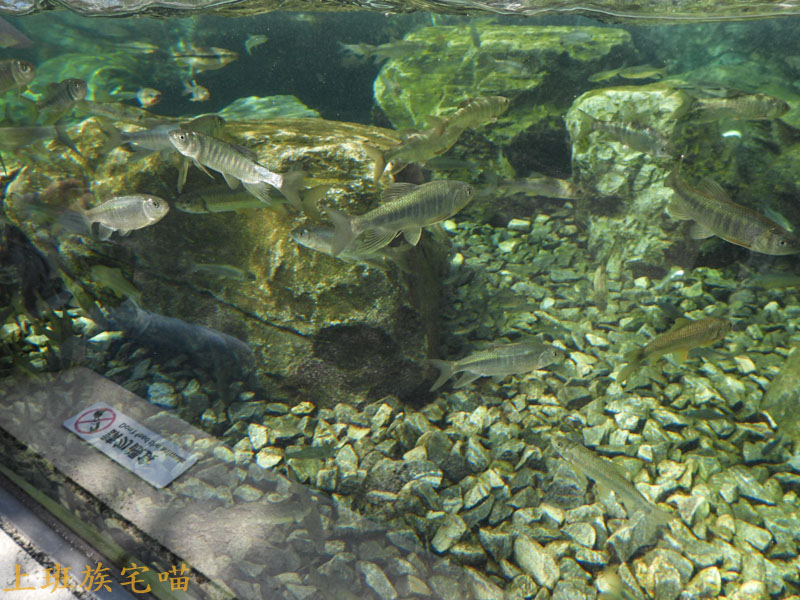 【桃園景點】Xpark水族館｜都市叢林中的美豔展館，企鵝、海豹、魚兒都盡情觀賞