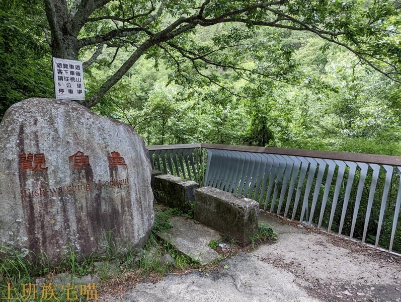 觀魚台的櫻花鉤吻鮭