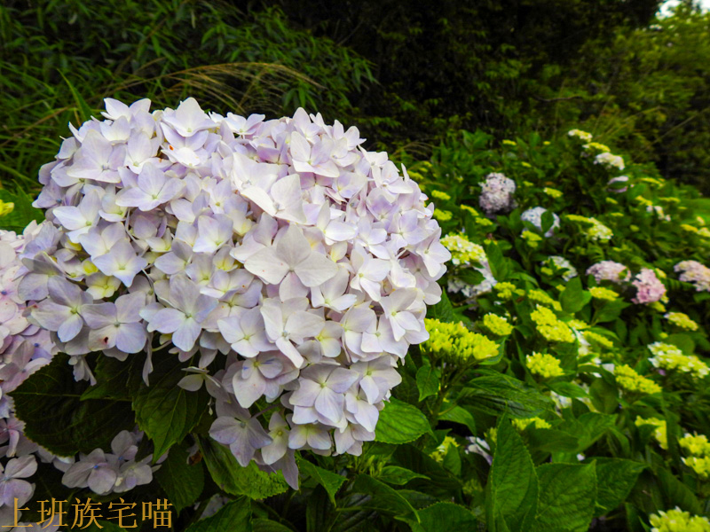 繡球花